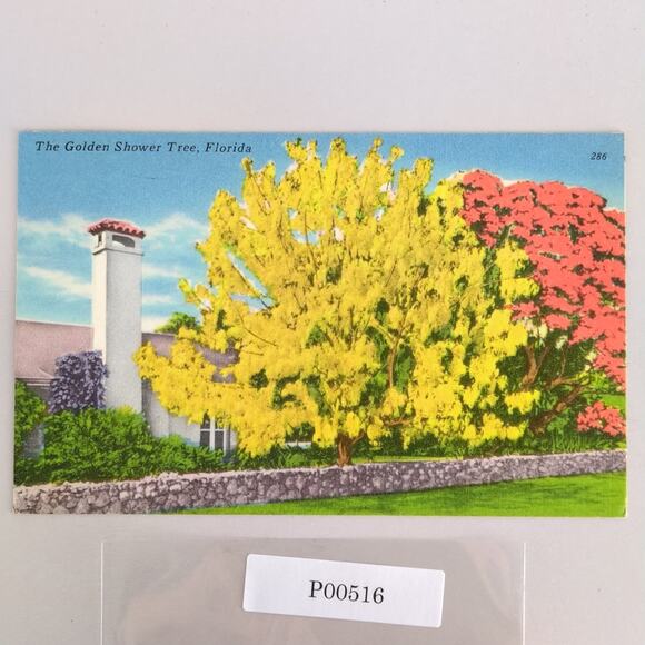 The Golden Shower Tree Florida 1950s Postcard 1962 FL PC Ormond Beach - Picture 1 of 2